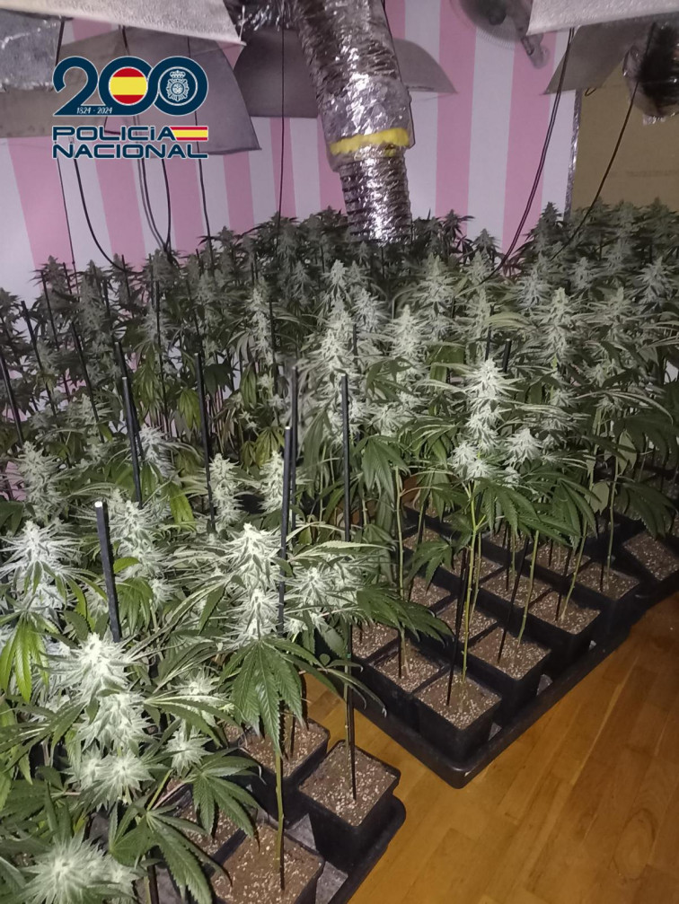 La Policía Nacional desmantela dos plantaciones de marihuana: una en Talavera y otra en Mocejón