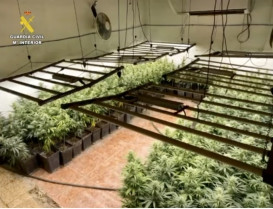 La Guardia Civil detiene a dos personas y desmantela una plantación de 1450 plantas de marihuana