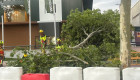 La tormenta de verano provoca la caída de un árbol en Talavera